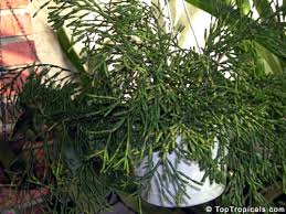 The salicornioides variety is often called dancing bones cactus or drunkard's dream. Toptropicals Biz Home Of A Gazillion Plants
