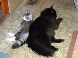 The norwegian forest cat, called the skogkatt (forest cat) in norway, is a natural breed and despite a feral appearance is not a descendant or a hybrid of any wild cat species. Norwegian Forest Cat Size Comparison Forest Cat Norwegian Forest Cat Cats