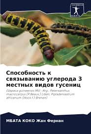 Image result for Petersianthus macrocarpus