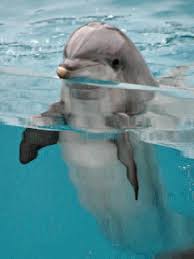 I just happened to see a little pod of dolphins, and i noticed one. Flipper Ocean Animals Dolphins Animals Beautiful