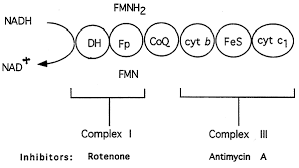 Electron Transport