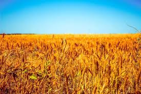 Farm Field Nature Wheat Wheat Field Field Wallpaper Farm Field Cool Wallpaper