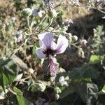 Image result for Abutilon longicuspe