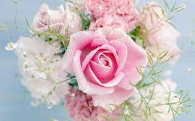 See more ideas about whatsapp dp, girl, best mobile phone. World S Top 100 Beautiful Flowers Images Wallpaper Photos Free Download