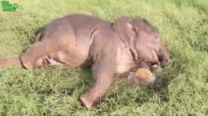 This Elephant Loves To Play In The Grass Cute Animals Animals Beautiful Elephant Love