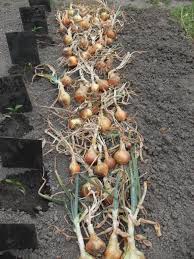 Planta ♦ vieilli face inférieure du pied. Aout Un Potager Pour L Automne