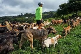 Rates vary widely, with shelter staff reporting fees anywhere from $50 to $350 or more. This Costa Rican Paradise Shelters Over 1 000 Stray Dogs Travel Smithsonian Magazine