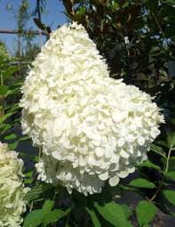Image result for Spiraea x bumalda ´Crispa