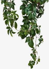Green Leaf Vines Green Leaves Sticks Climbing Plants Natural New Branch Green Leaf Vines Leaves Climbing Plants New Branch Climb Plants Ivy Plants Plant Leaves