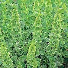 Moluccella Laevis Bells Of Ireland Sutton Seeds Flower Seeds Flowers