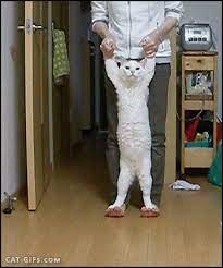 The Funniest Gifs Of The Week Funny Animal Pictures Cute Cats Crazy Cats