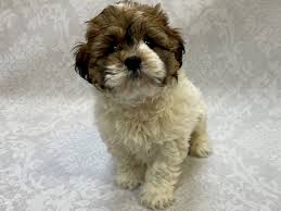 The current median price of pomeranians in south. Teddy Bear Puppies Petland Bradenton