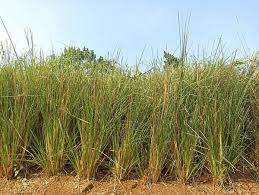 Image result for Chrysopogon