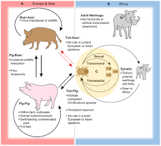 The united states department of agriculture (usda), industry organizations, producers, academics and allied partners — such as kemin — have been working hard to keep it at bay. Frontiers African Swine Fever Virus An Emerging Dna Arbovirus Veterinary Science