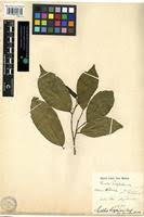 Image result for Celtis zenkeri