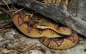Lachesis Stenophrys Cute Snake Reptiles Names Reptiles