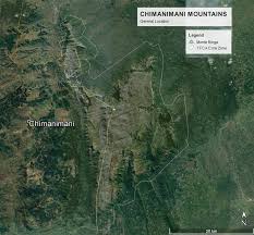 Image result for Olea chimanimani