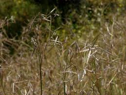 Image result for Hyparrhenia anamesa