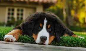 All Black Bernese Mountain Dog 15 Best Dog Foods For Bernese Mountain Dogs 2020 Feeding Guide Bernese Mountain Dog Best Dog Food Mountain Dogs