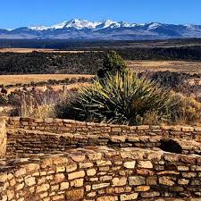 Image result for Oldenlandia verrucitesta