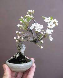 The bonsai tree is more than just a gardening experiment. Pin By Rosete Guimaraes On Bonsai Bonsai Tree Types Flowering Bonsai Tree Bonsai Tree