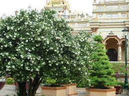 Image result for Murraya paniculata