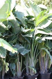 Image result for Strelitzia nicolai