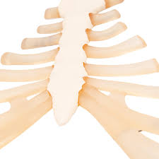 The ribs are the bony framework of the thoracic cavity. Sternum Model With Rib Cartilage 3b Scientific 1000136 A69