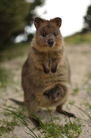Quokka Cute Animals Animal Pictures Animals