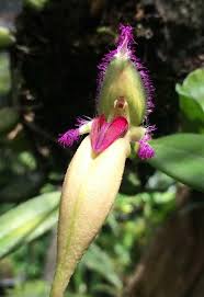 Image result for Bulbophyllum bavonis