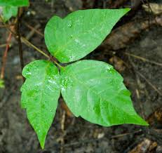 A rash from poison ivy, poison oak or poison sumac is caused by an oil found in these plants called urushiol. Poison Ivy Poison Oak Poison Sumac