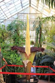 An amorphophallus titanum (aka #stinkyplant) bloomed the evening of sept. Corpse Flower Puts On A Display In Melbourne Cosmos Magazine