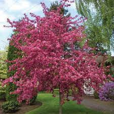 'royal raindrops' crabapple trees grow to between 15 and 20 ft. Crab Apple Royal Raindrops Bagged Perth Wa Online Garden Centre
