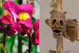 Baca episode terbaru garden of the dead flowers di line webtoon, gratis! The Metal Af Snapdragon Flower Looks Like A Skull When It Dies