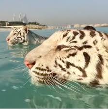 White Tigers Dubai Cute Animals Cute Wild Animals Animals Beautiful