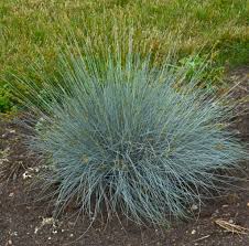 Image result for Festuca