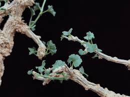 Image result for Thesium fanshawei