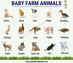 Baby Farm Animals List Of 15 Popular Names Of Baby Animals In English English Study Online In 2020 Baby Animal Names Farm Animals List Baby Farm Animals