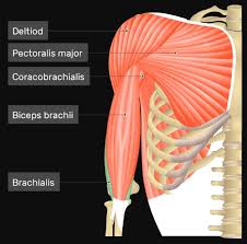 It is the most complete reference of human anatomy available on web, ipad, iphone explore over 6700 anatomic structures and more than 670 000 translated medical labels. Brachialis Muscle Anatomy Origin Insertion And Innervation Tripboba Com