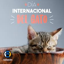 Algunas veces, dependiendo del contexto, permanece sin traducción (quedando. 20 Febrero Dia Internacional Del Gato Dia Internacional Del Gato Gatos Animales