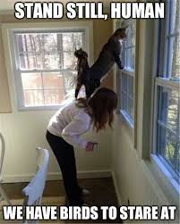 Pin On Funny Cat Videos And Pictures