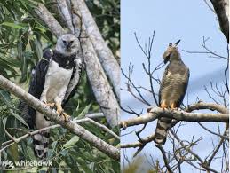 Now with high quality pictures of harpy eagle s. Size Of Harpy Eagle Rainforest Top Predator Whitehawk Birding Blog