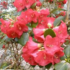 Image result for Rourea thomsonii