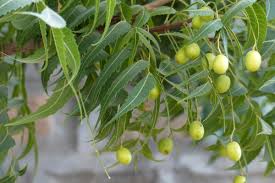 Image result for Azadirachta indica