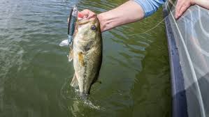 Fish The Whopper Plopper Flw Fishing Articles