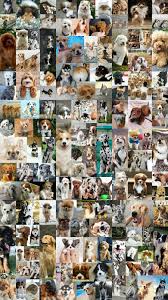  Wallpaper Background Collage Aesthetic Dogs Pets Puppy Puppy Wallpaper Dog Wallpaper Puppies