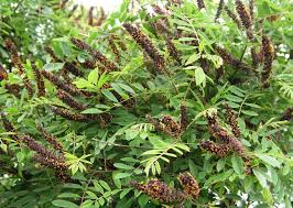 Image result for Indigofera filipes