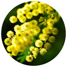 Image result for Acacia decurrens