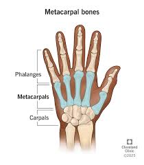 Image result for Normal Anatomic Position of the Hand and Wrist