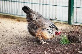 Vogelmilben Bekampfen 11 Hausmittel Wie Essig Gegen Huhnermilben Milben Huhner Huhner Futter Huhner